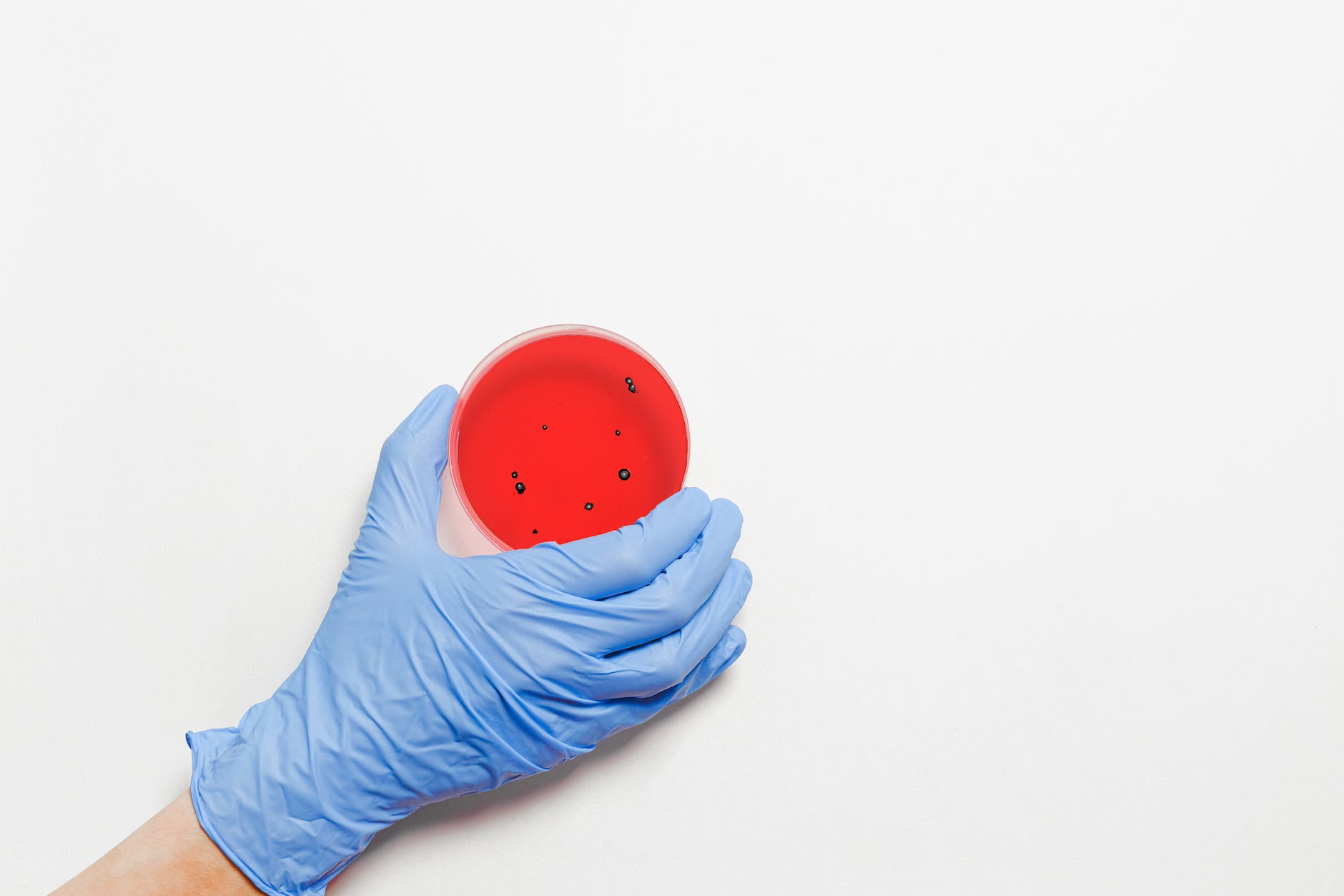 hand holding petri dish